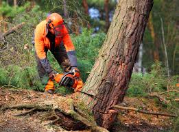 Best Tree Health Inspection  in Salida, CA