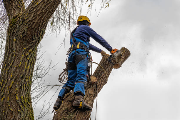 Best Palm Tree Trimming  in Salida, CA