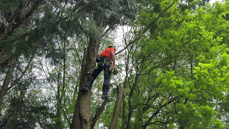 Why Choose Our Tree Removal Services in Salida, CA?